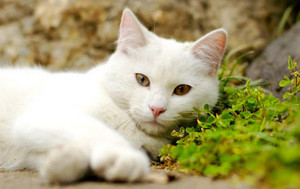 Увидел белого кота во сне - к чему?