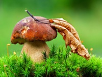 Что значит видеть грибы во сне?
