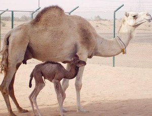 Недавно рожденный верблюд
