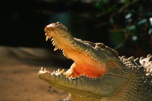 К чему приснился женщине крокодил