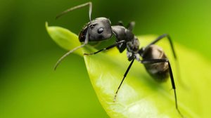 К чему снятся во снах муравьи