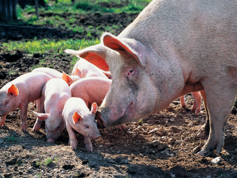 Свинья с поросятами - разные трактовки