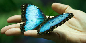 Голубая бабочка во сне