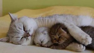 К чему снится кошка и котята