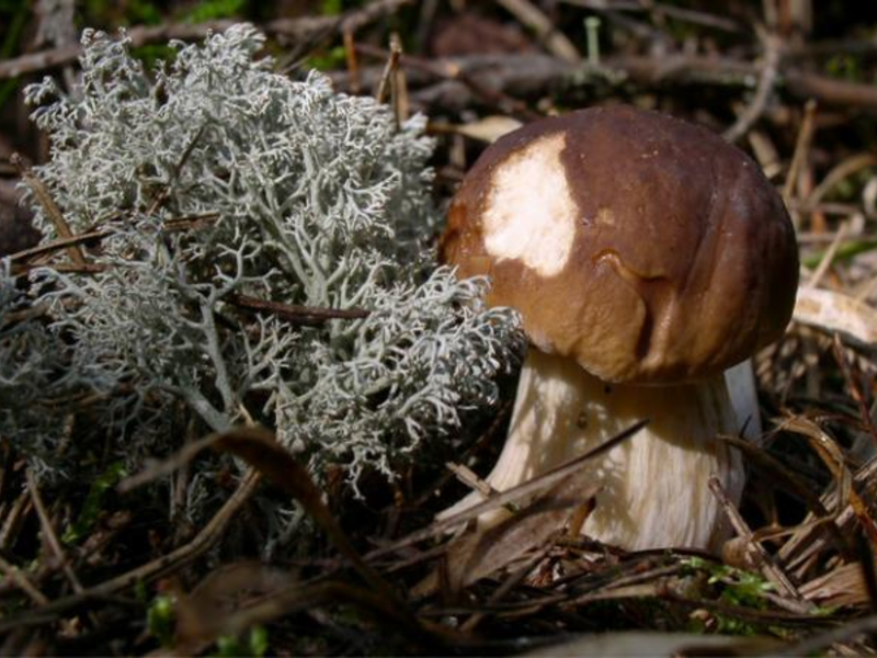 Трухлявые грибы - к болезням