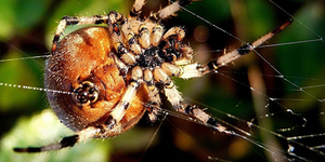 Как растолковать сон про паука и паутину