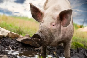 Грязная свинья предупреждает о свиньях в коллективе