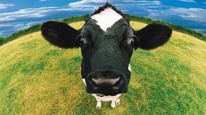 Сон про корову