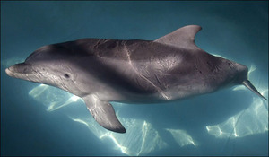 Дельфин в воде