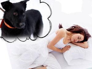 К чему снится собака черная маленькая