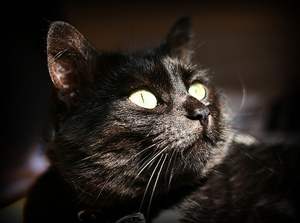 Сонник: к чему снится черная кошка