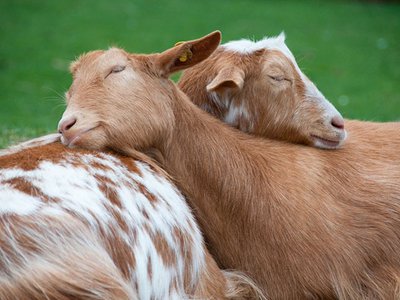 К чему снится коза? Сонник козы во сне