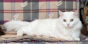О чем предупреждают сны с белыми кошками