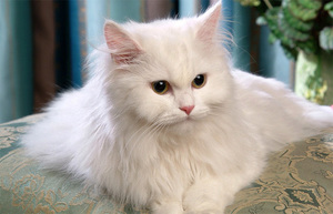 Сонник о белых кошках - разные значения