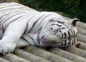 Что значит тигр во снах
