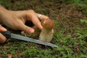 Срезать грибы