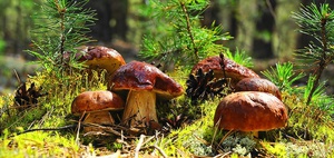 Красивая поляна грибов