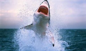 Страх перед акулой
