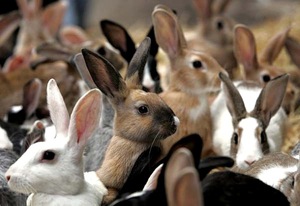 Кролики разного цвета