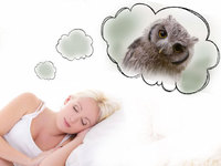 К чему снится в сновидении сова