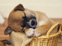 Маленький щенок во сне что предвещает?