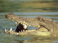 Видеть во сне крокодила