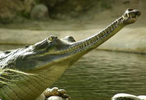 Как объяснить сон про крокодила