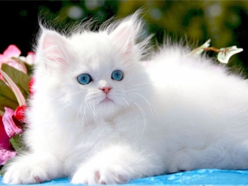 Белый котенок - приятное знакомство