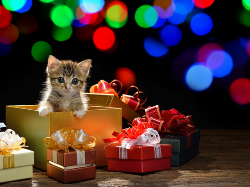 Котенок в подарок - знак одиночества