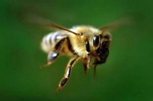 К чему снятся летящая пчела