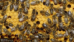 К чему снится много пчел