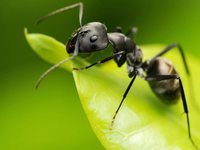 К чему снятся во снах муравьи