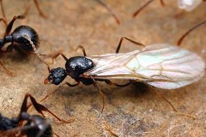 К чему снятся в сновидениях муравьи