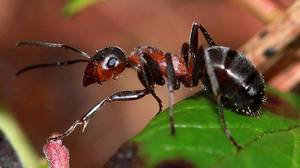 К чему в сновидениях муравьи