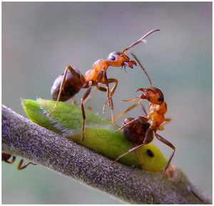 К чему снятся в сновидениях муравей
