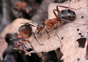 К чему снятся в сновидениях муравейник