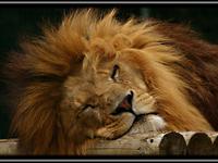 Толкование сна о льве
