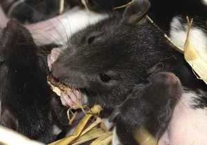Видеть во сне крысу