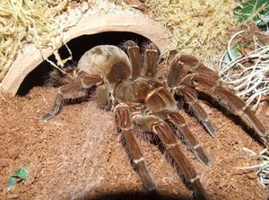 К чему снится паук большой коричневый