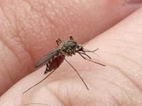 Что значит комар во сне