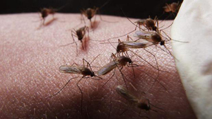Как растолковать сон о комарах