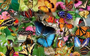 Разноцветные бабочки в сновидении