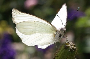 Красивая белая бабочка во сне