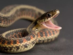 Что означает змея во сне