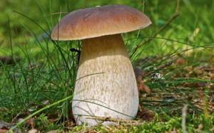 Белый гриб - к богатырскому здоровью