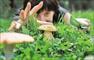 Женщине собирать грибы днем - к удачной семейной жизни