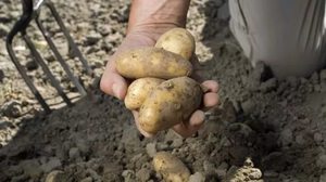 Собирать урожай картошки в сновидении
