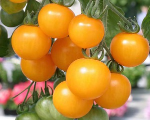 Спелые желтые помидоры в сновидении