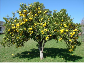 Дерево с плодами означает, что вас ждет плодотворный период