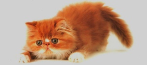 Сонник: приснился кот рыжего цвета